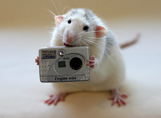 Image result for cute rats